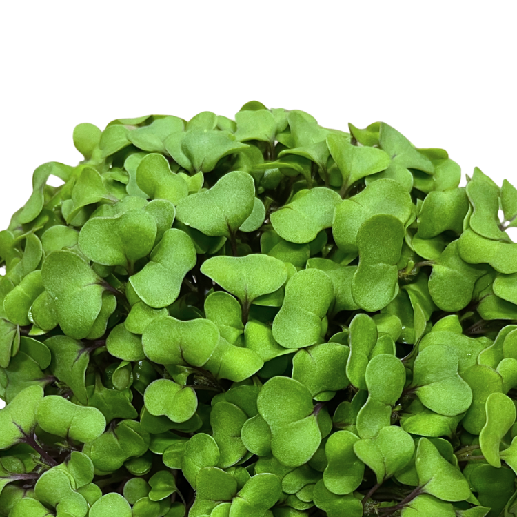 MICRO KALE