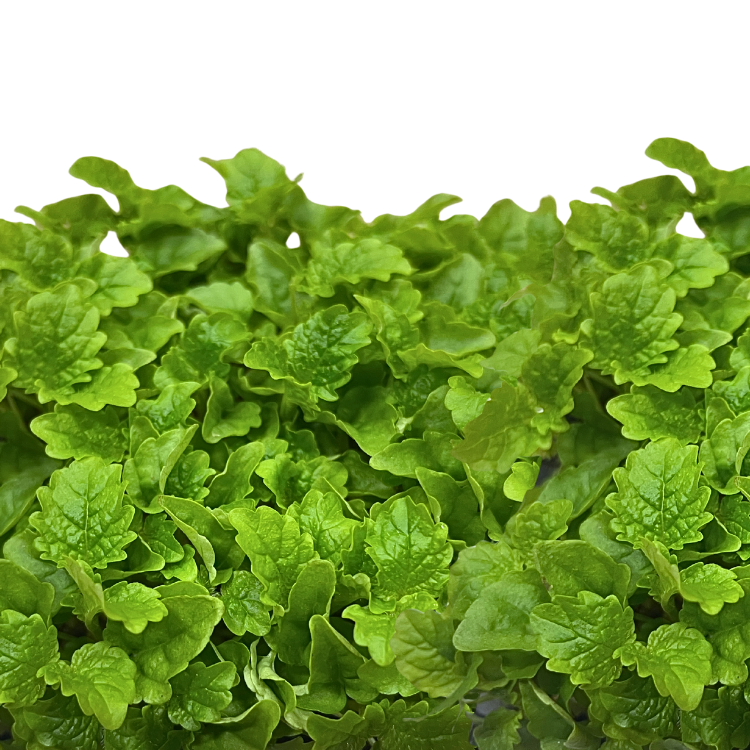 LEMON BALM
