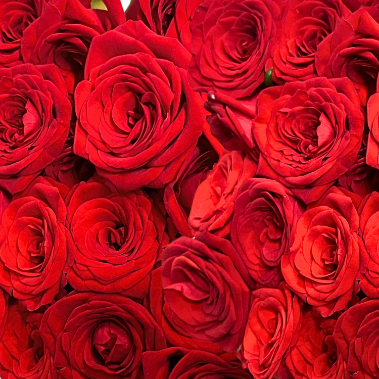 RED ROSE BUD PREMIUM CUT 21CT