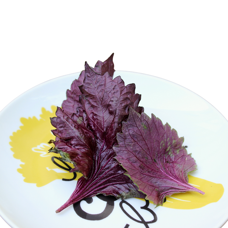 PURPLE SHISO