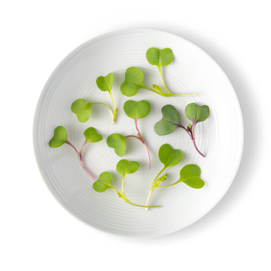 MICRO KALE