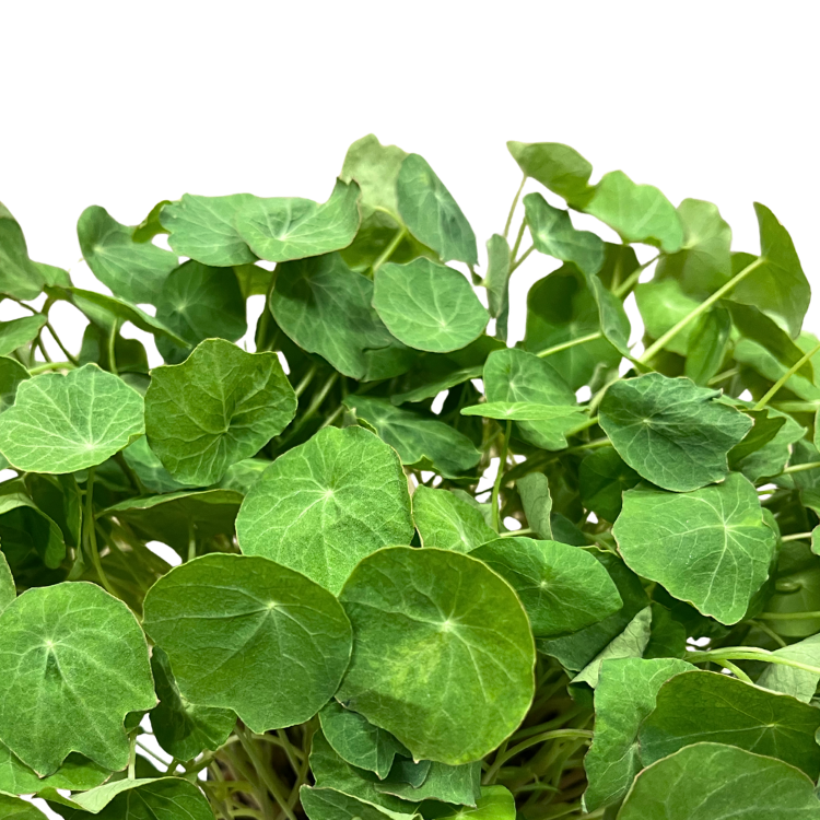 NASTURTIUM LEAF