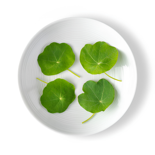 NASTURTIUM LEAF