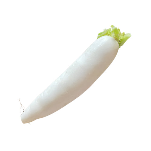 [LBS] Daikon Radish