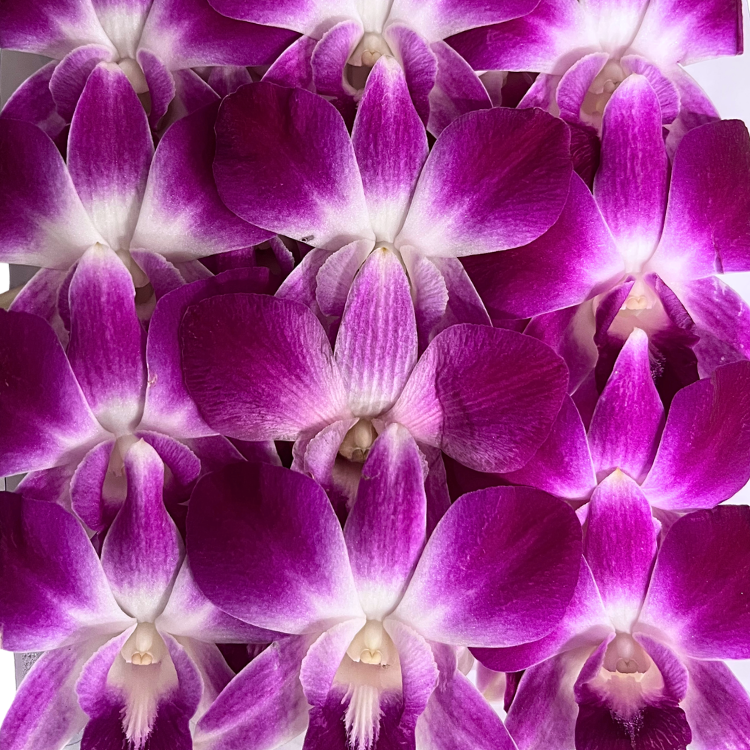 ORCHIDS 50CT TRAY