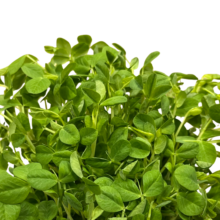 PEA MICROGREENS
