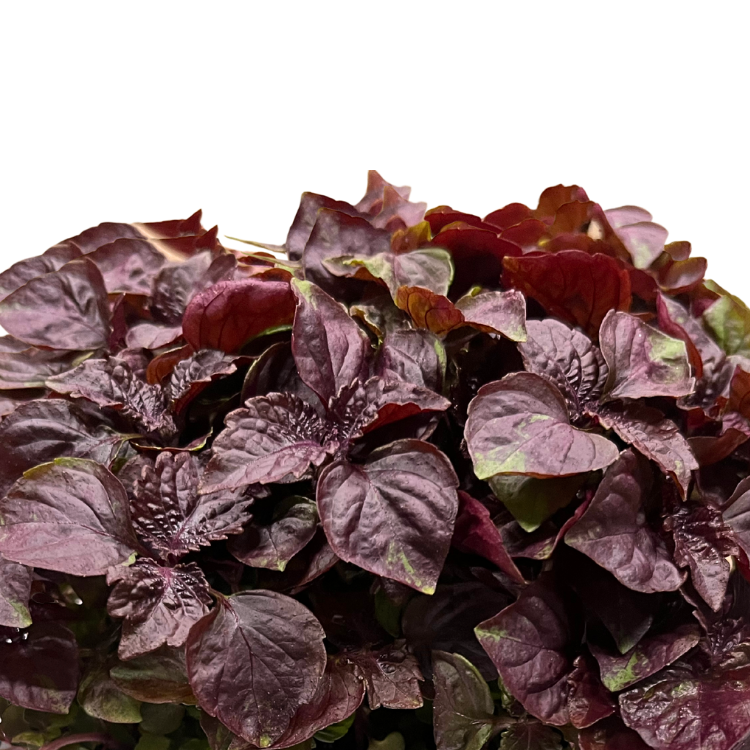 PURPLE SHISO