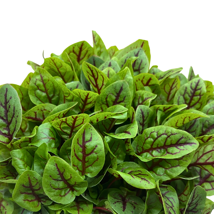 SORREL (RED VEIN)